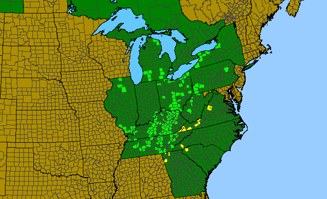 The range of Houstonia canadensis